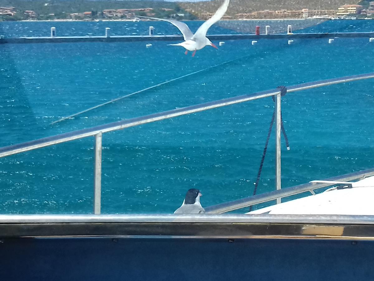 Hotel Tabby Golfo Aranci Exterior photo